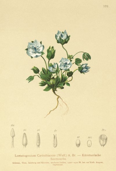 Feltwort azul (Lomatogonium Carinthiacum) de German School